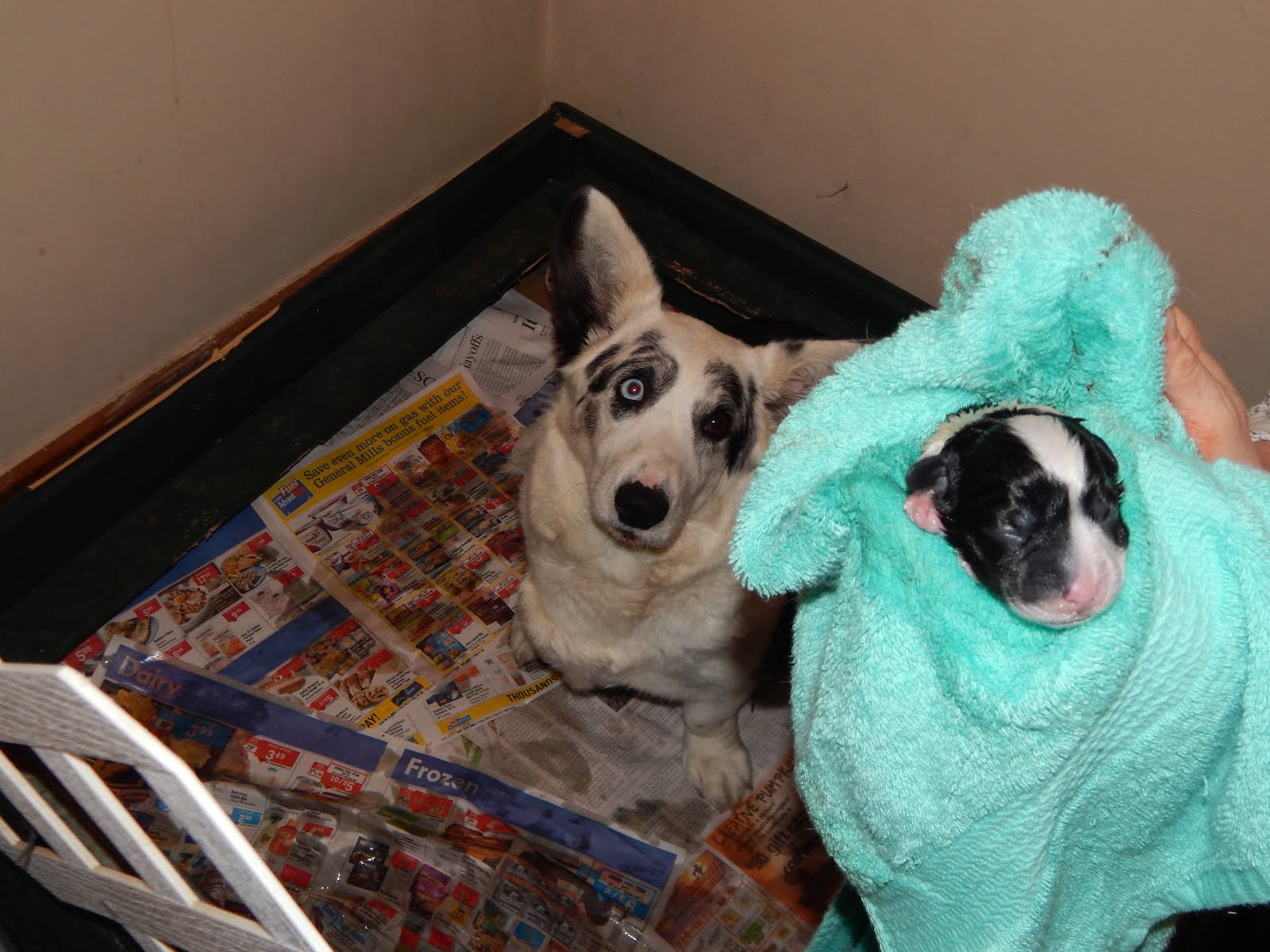 Big Ears Kennel Boy Oh Boy