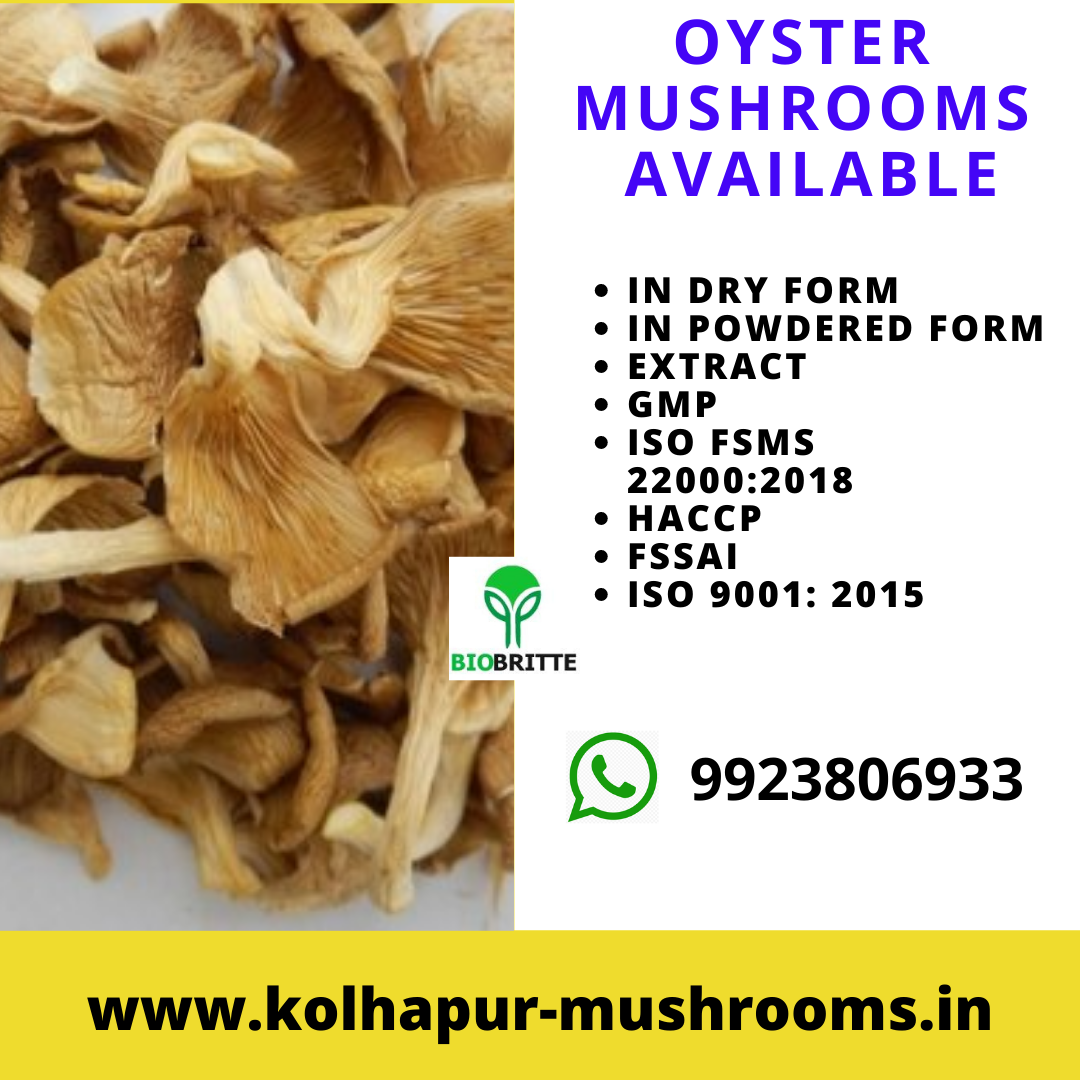 Oyster Mushrooms Available for Sale Fresh & Dry oyster mushrooms