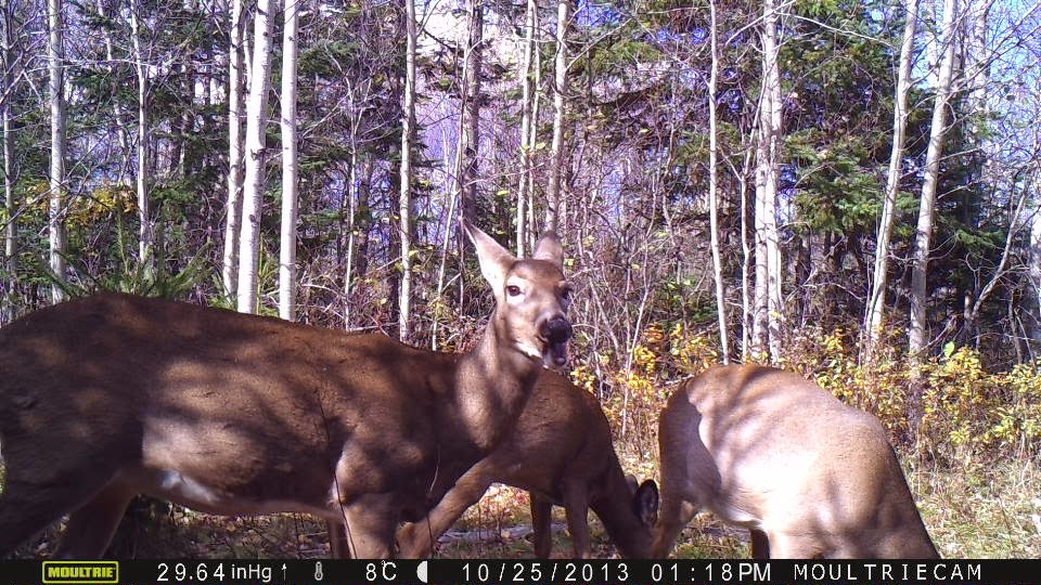Field Notes Cumberland County, Nova Scotia Hunting Season