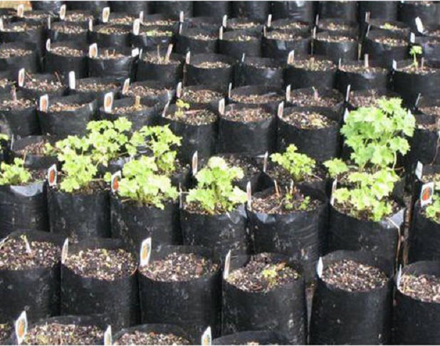Sowing,Transplanting and Care of Vine crops Sowing,Transplanting and Care of Vine crops