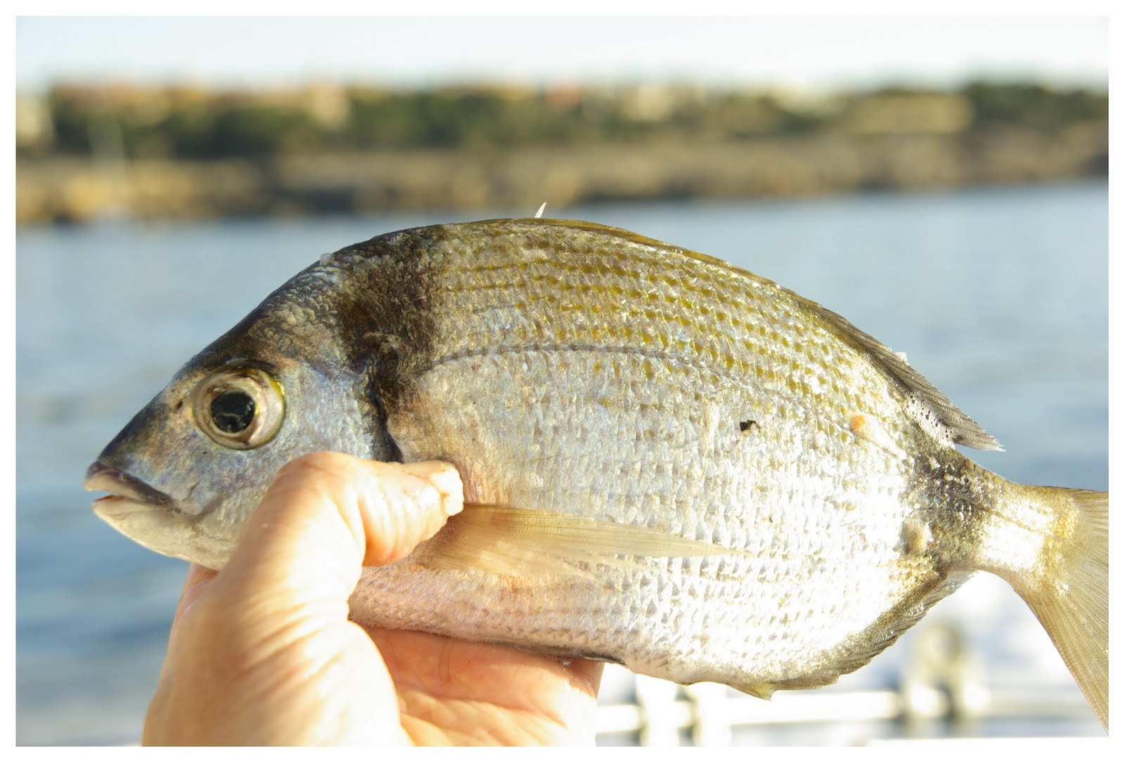 Pescando en la Bahía de Palma: junio 2011
