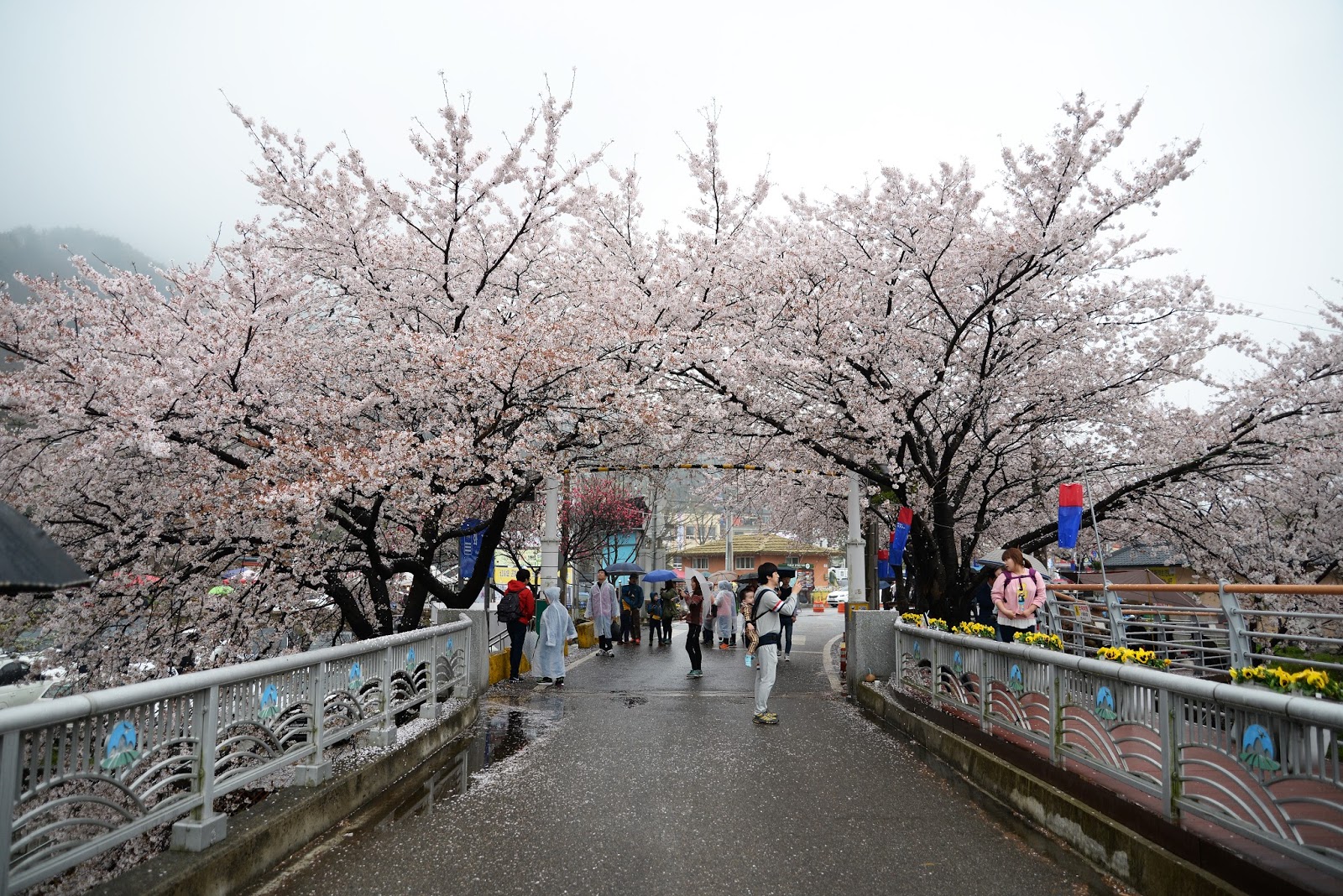 Cara Menikmati Indahnya Cherry Blossom Di Korea Travel