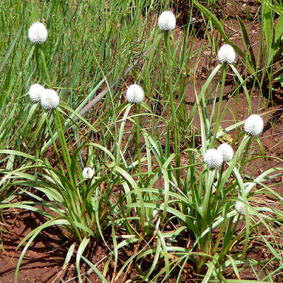MEDICINA NATURAL PARAGUAY: KAPI’I KATI o Jahapé (Olorosa)