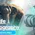 Career in Wildlife Photography in 2021. |Wildlife photography is associated with adventures|
