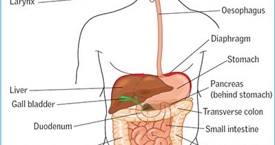 What is human digestive system and how it carries the process of