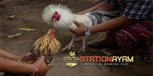Sabung Ayam S128