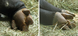 İstirahat halindeki Hint tapirinin ön ayaklarının (sol, dört ayak parmağı) ve arka ayaklarının (sağ, üç ayak parmağı ile) alt tarafları