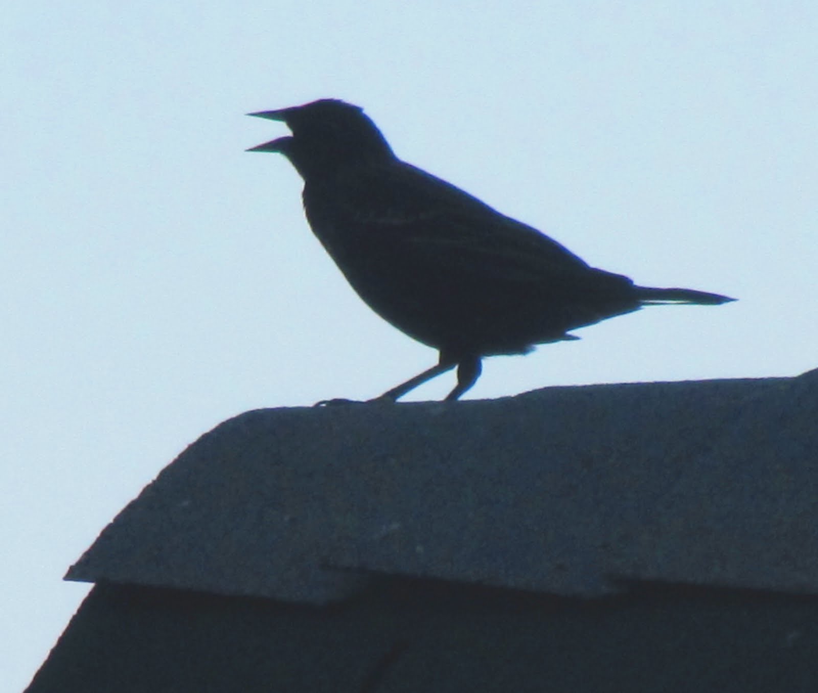 Mary's Be a GoodDog Blog: Summer Birds Come to Kansas: Orioles