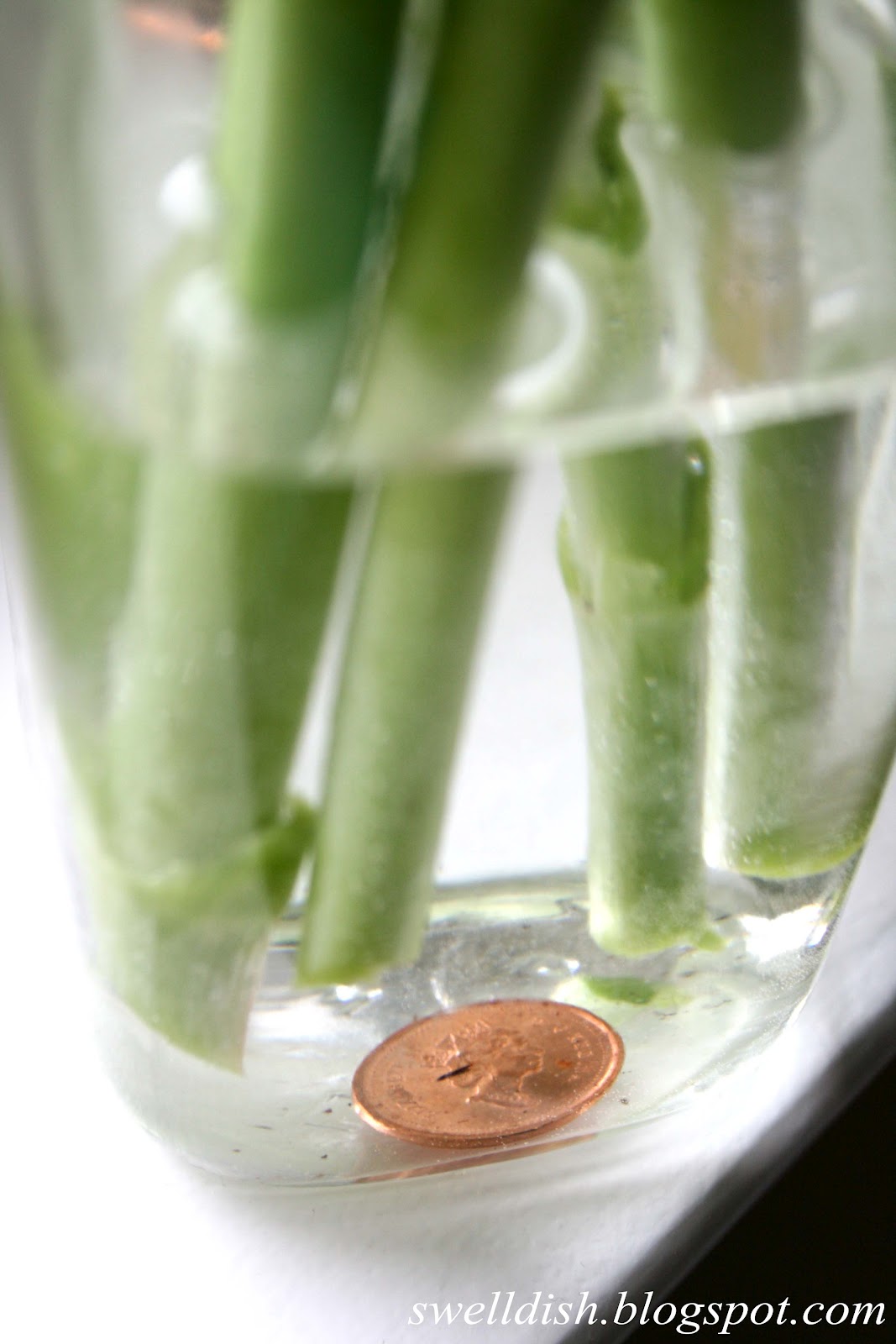 The Swell Dish Testing A Penny To Keep Cut Flowers Fresh