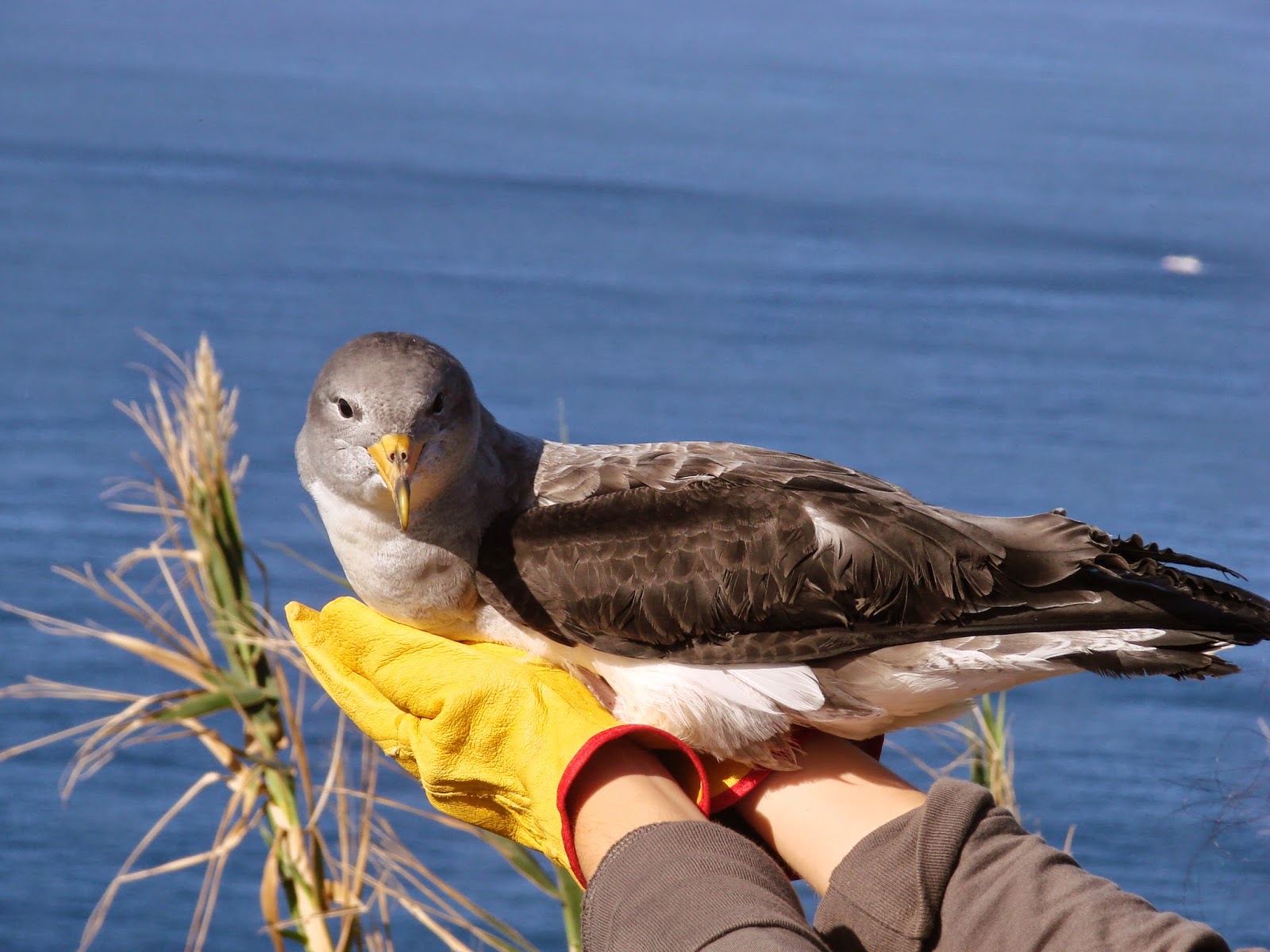 arquipélago dos animais: Cagarro