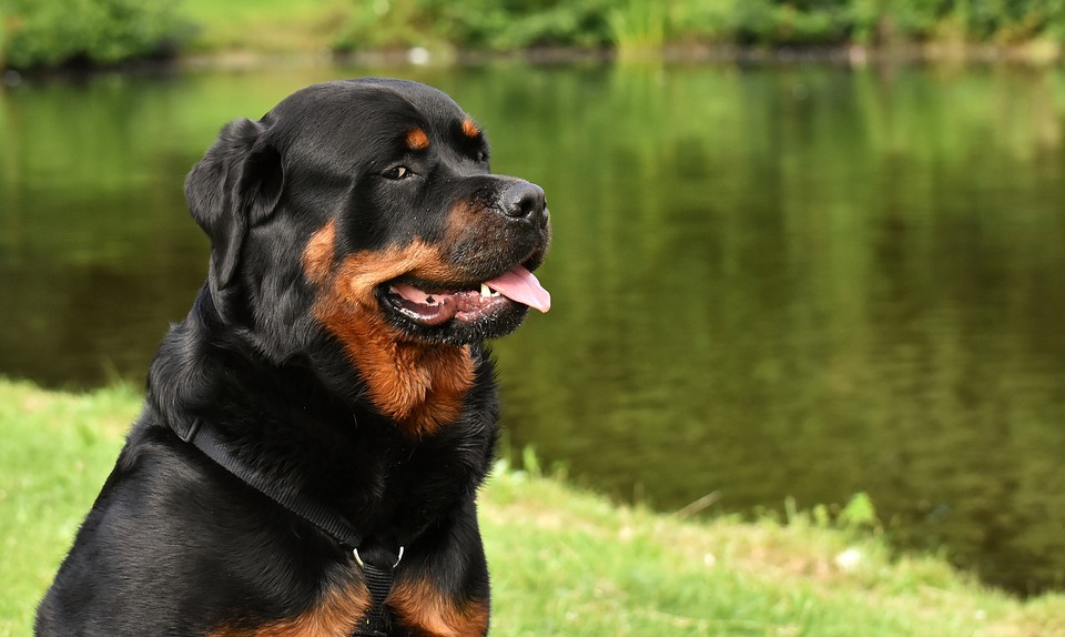 Best Guard Dog Breeds in India