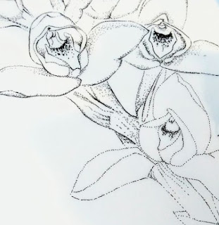 orquidea123