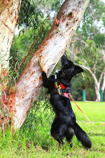 K9 Nosework demonstration