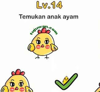 cara temukan ayam anakan brain out dari induknya