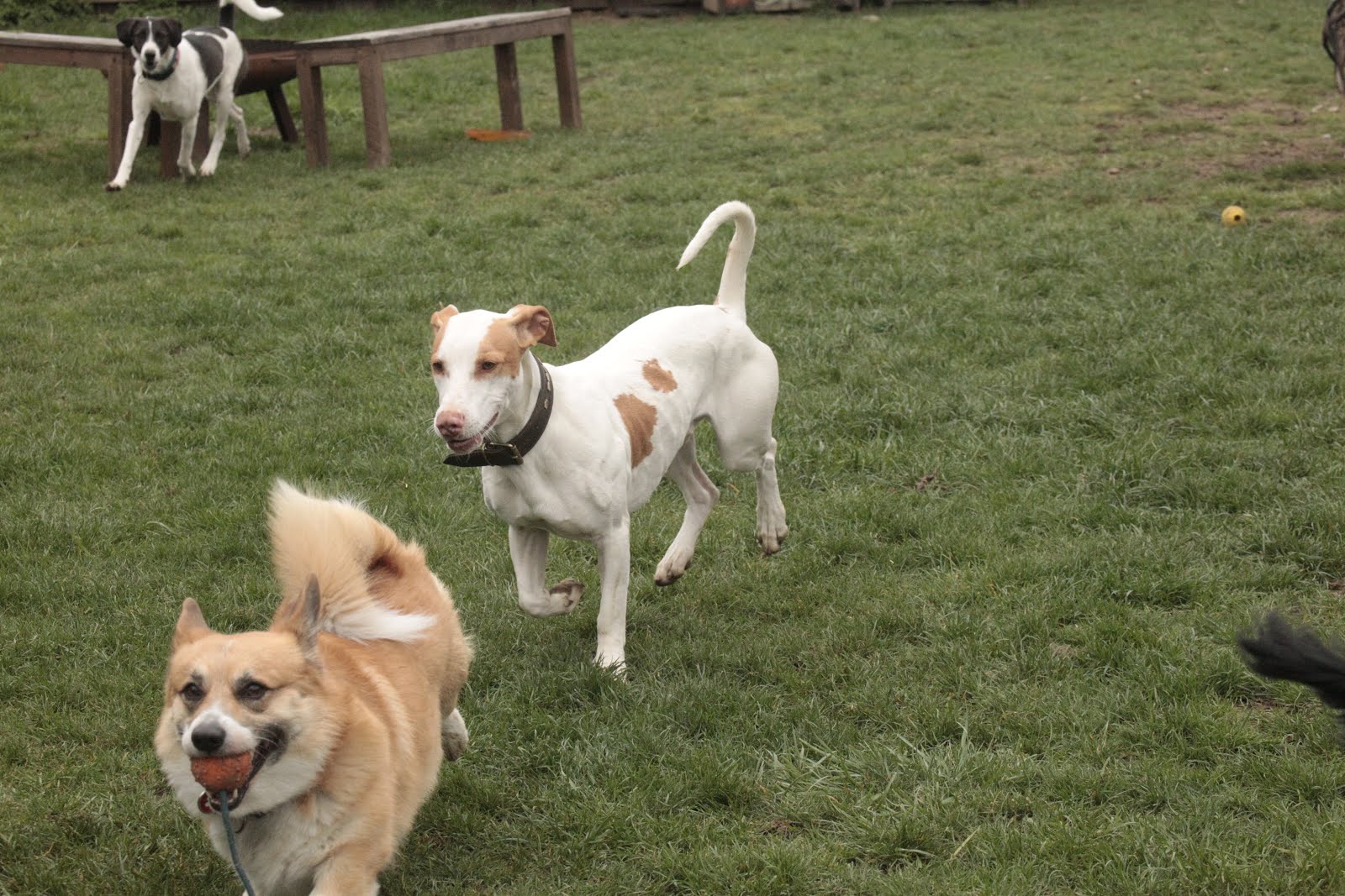 Hunde Abenteuer Land. Tagesbetreuung Ferienbetreuung Zürich Friday