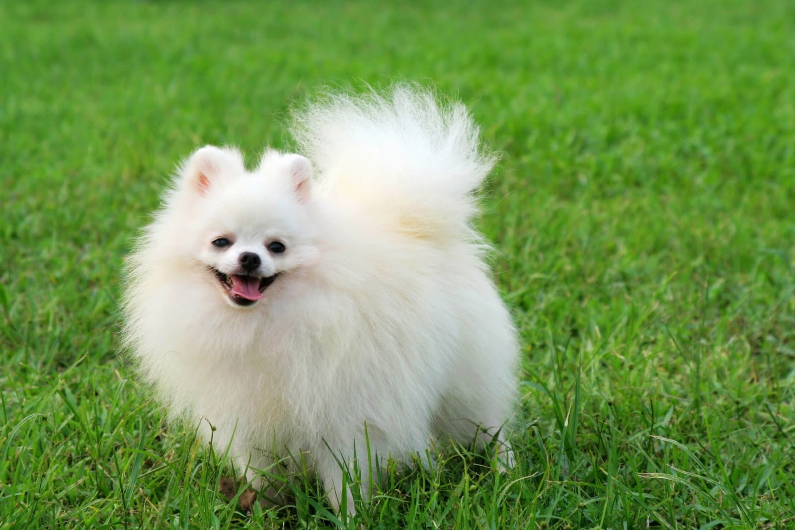 Welovedog Anjing Pomeranian