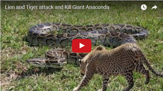 Green Anaconda Vs Siberian Tiger Fight Comparison Who Will Win