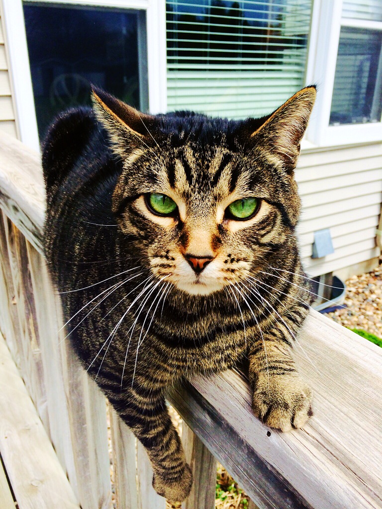 Брутальный кот картинки