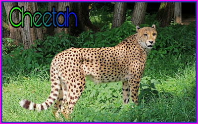 Cheetah Information In Hindi-चिंता के जानकारी