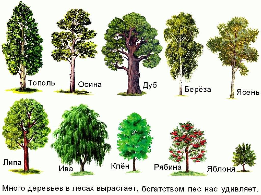Название русского дерева. Лиственные деревья. Лиственные деревья названия. Деревья для детей с названиями. Лиственные деревья картинки.