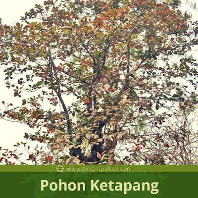 Ciri Ciri Pohon Ketapang