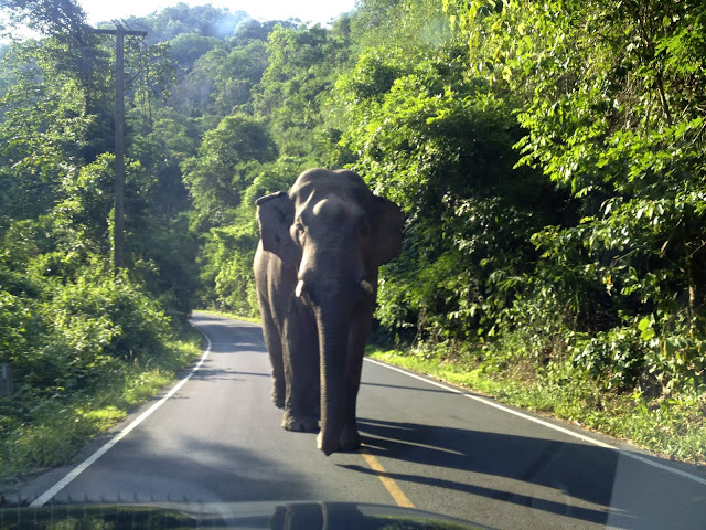 best national parks in thailand wildlife