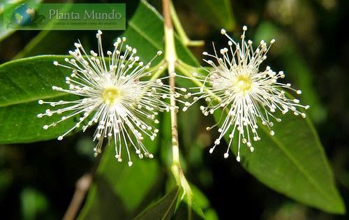 q planta essa murta q planta essa murta