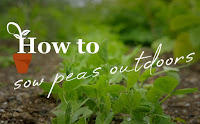 How to sow peas outdoors