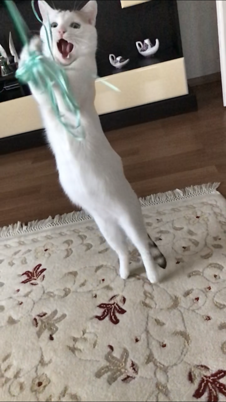 Sağır Kedilerin Diğer Kediler ile İletisimi Nasıl Oluyor?