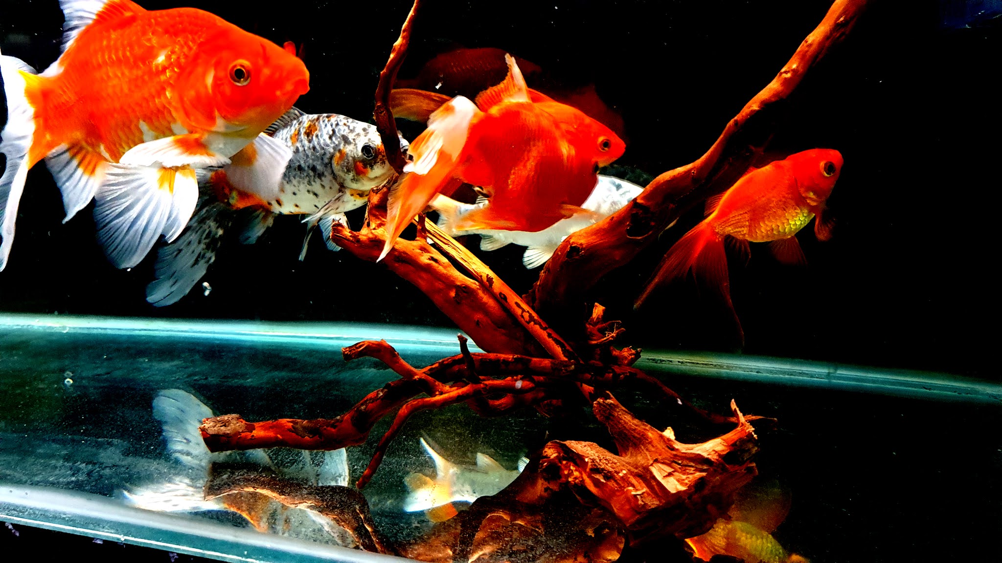 Community Fish Tank 4K Ultra HD Wallpapers / Backgrounds