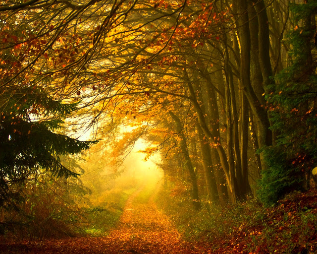 Autumn-pictures-+Wallpaper-Photos-gallery-2011-036