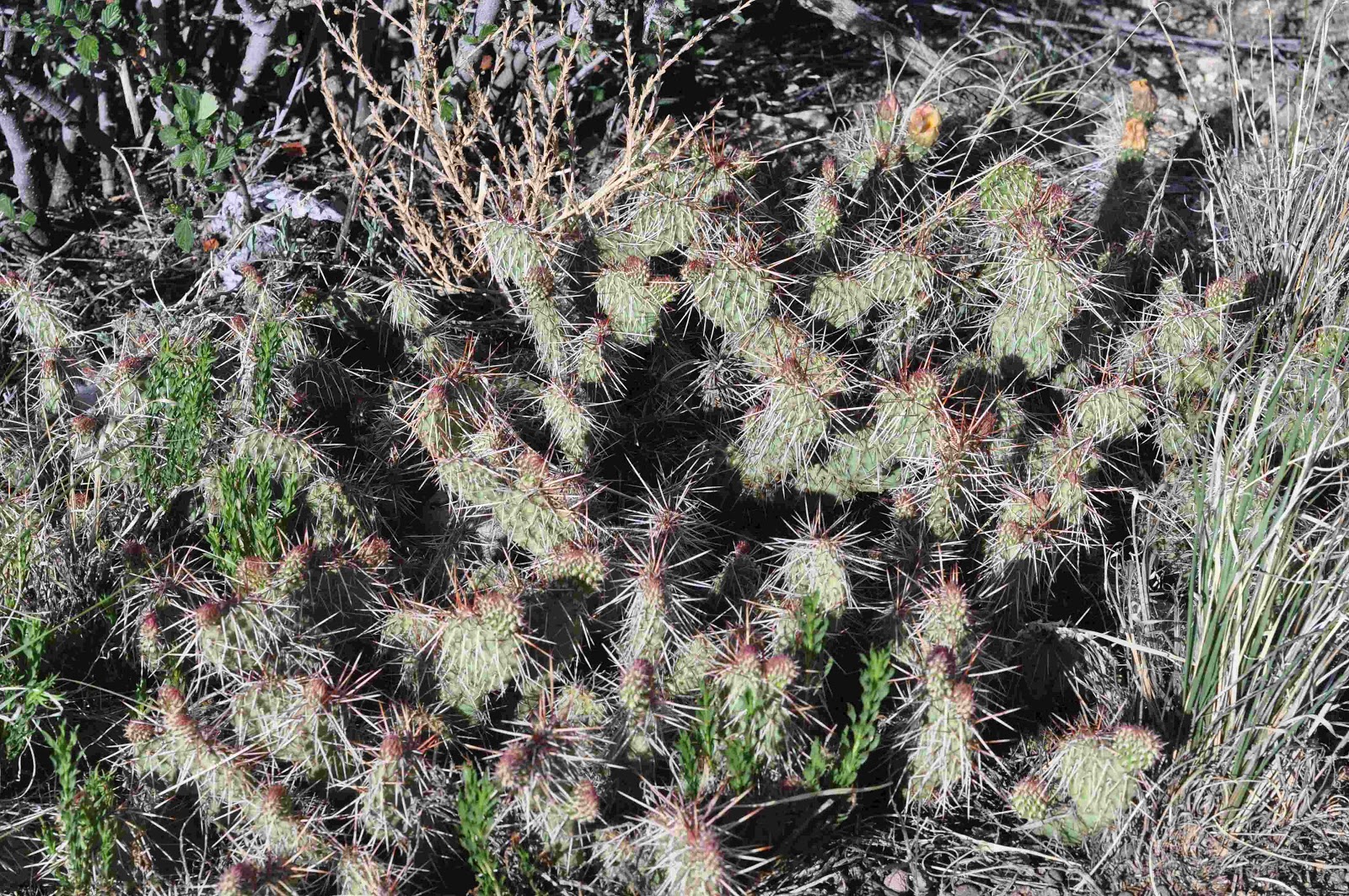 cactus Greencrest Buena Vista coloradoviews.filminspector.com