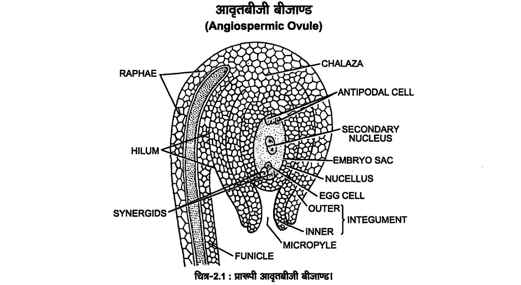 एक प्रारूपी आवृतबीजी बीजाण्ड के भागों का विवरण दिखाते हुए एक स्पष्ट एवं साफ - सुथरा नामांकित चित्र बनाएँ ।