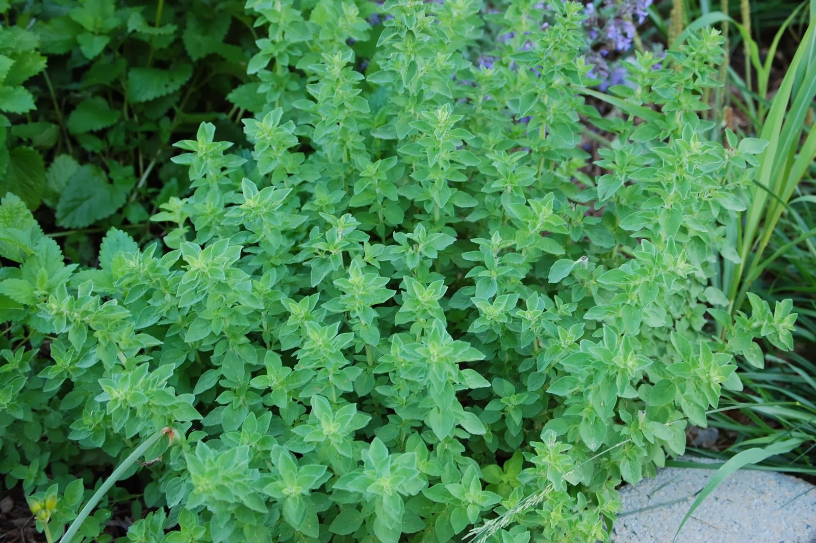 HOW TO GROW OREGANO FROM SEED The Garden of Eaden