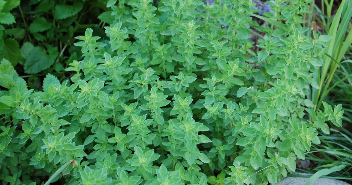 HOW TO GROW OREGANO FROM SEED The Garden of Eaden