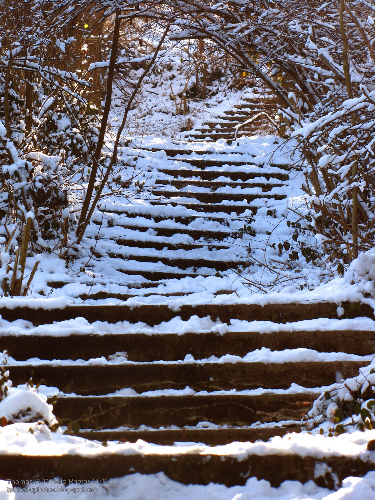 Portraits of Covington Snow!