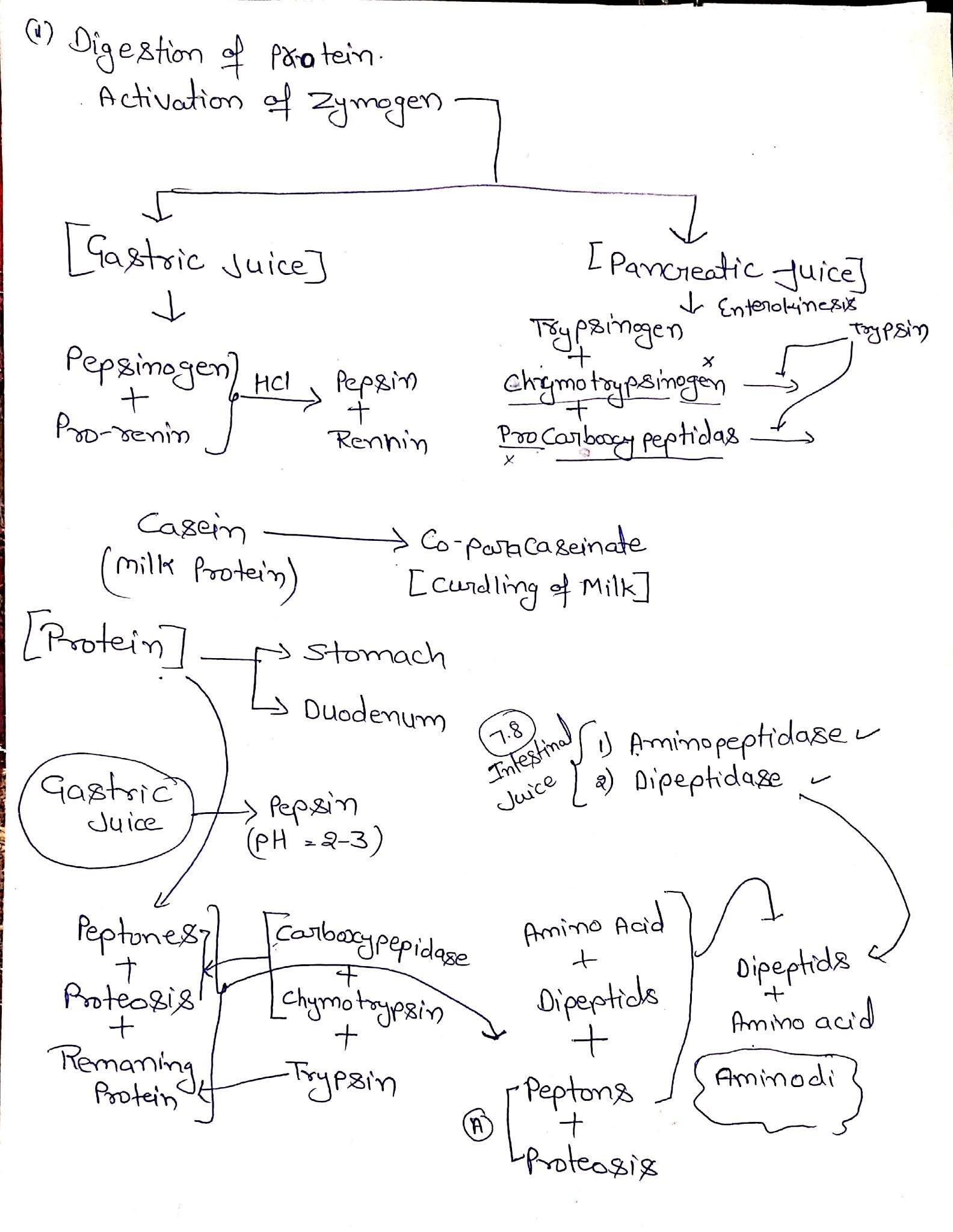 Digestion and absorption notes Studypur