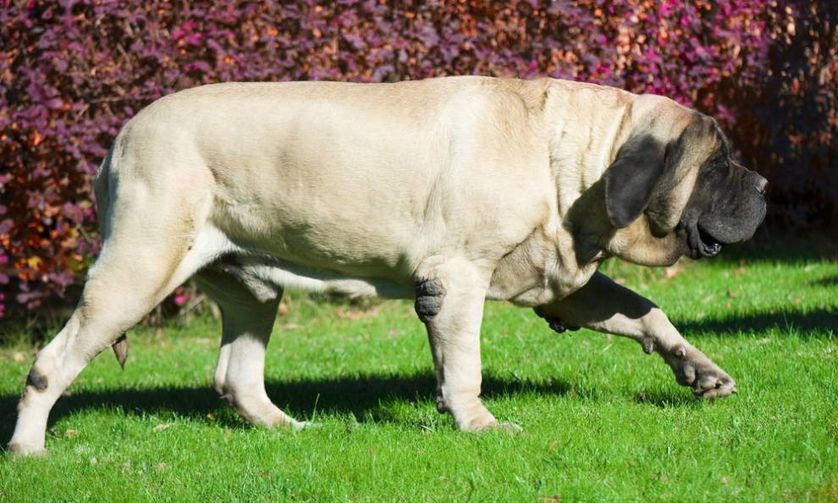The Biggest Dog On Record Was An Old English Mastiff That Weighed 343 the-biggest-dog-on-record-was-an-old-english-mastiff-that-weighed-343