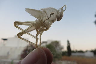 https://commons.wikimedia.org/wiki/File:Exoskeleton_Locust.jpg