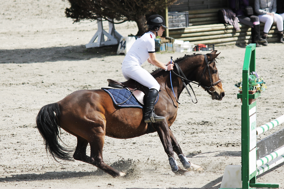 passions photographie équine passions photographie équine