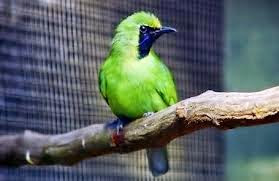 Daftar Harga Burung Cucak Ijo Rante Keling Jenggot Dan Rowo