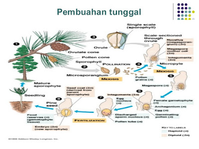  Pembuahan tunggal ialah pembuahan pada  3 Perbedaan Pembuahan Tunggal dan Ganda