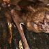 The social life of a vampire bat | DietDF thumbnail