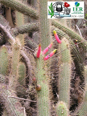 Flor de esmeralda (Cleistocactus smaragdiflorus)