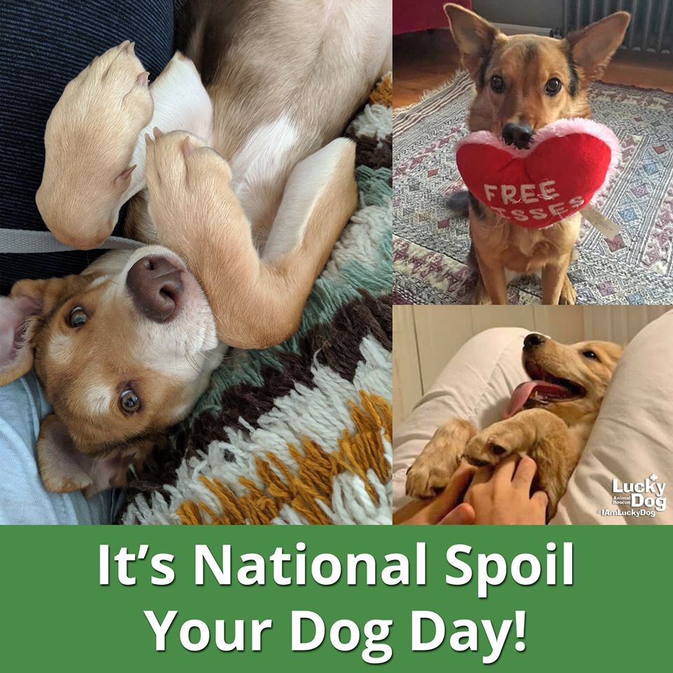 National Spoil Your Dog Day Wishes Images Whatsapp Images
