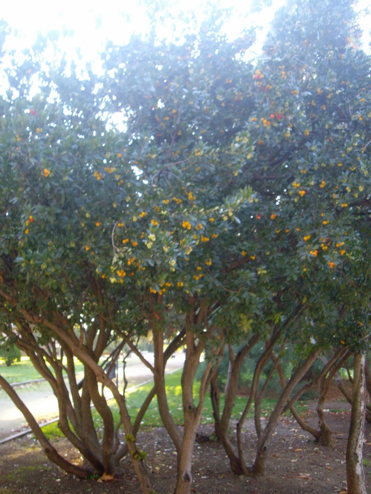 La Mar de VeRde: ARBUSTUS UNEDO O MADROÑO