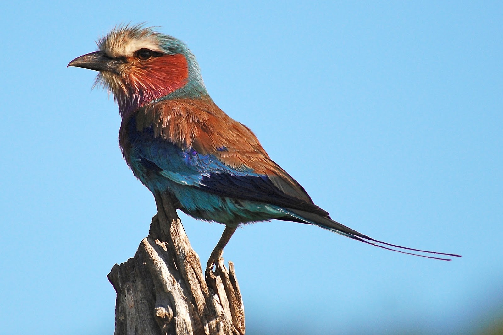 Our Adventures Favourite Kenyan birds...