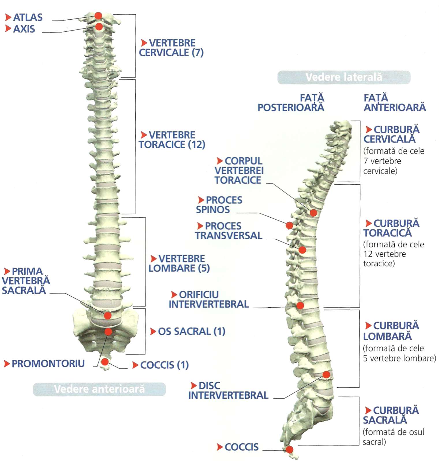coloana vertebrală și erecție