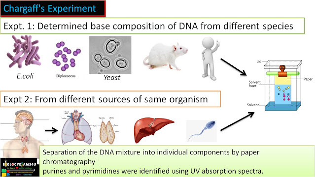 Chargaff's experiment