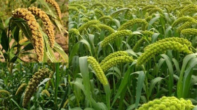 Manfaat beras millet